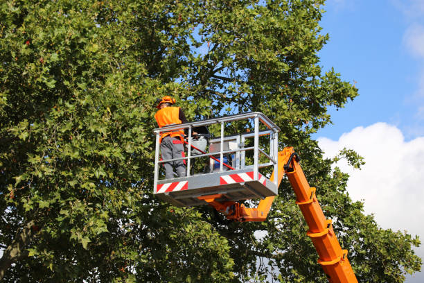 Best Utility Line Clearance  in Markesan, WI